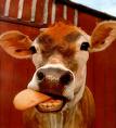 cows-tongue1